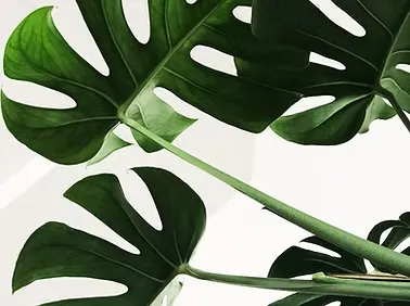 Monstera leaf's