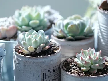 Potted plants