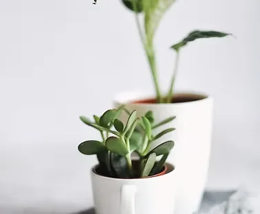 Potted plants