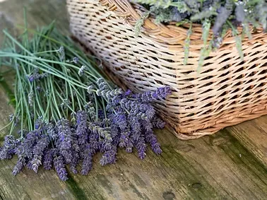 Lavender cuttings